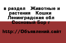  в раздел : Животные и растения » Кошки . Ленинградская обл.,Сосновый Бор г.